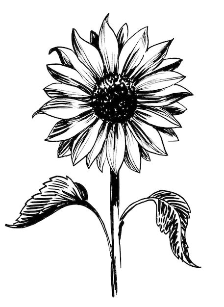 Un Disegno In Bianco E Nero Di Un Girasole Con Sopra La Parola Girasole