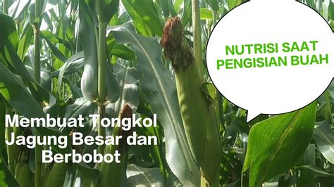 Nutrisi Jagung Saat Pengisian Buah Agar Tongkol Besar Dan Berbobot