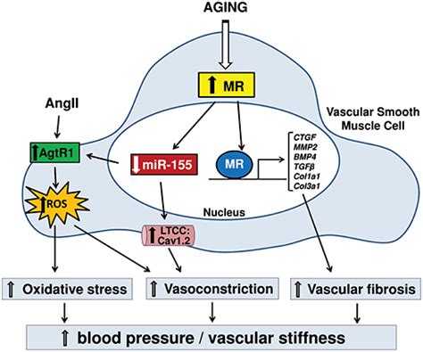 Frontiers Role Of Aldosterone And Mineralocorticoid Receptor In Cardiovascular Aging