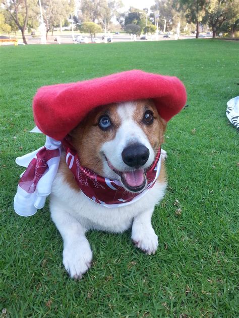 Celebrating Bastille Day Corgi Pictures Corgi Corgi Dog