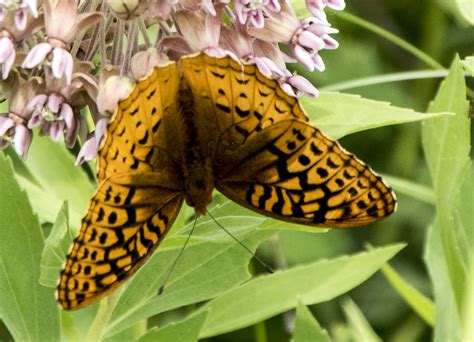 Sighting Butterflies And Moths Of North America