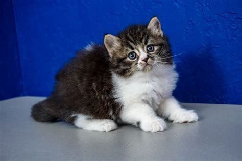 Buy A Kitten Near Me Best Place To Get A Kitten Near Me Online Why