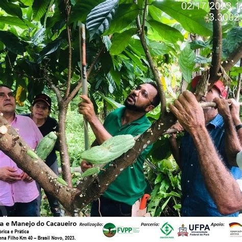 Dia de Campo Bioeconomia e Manejo Sustentável do Cacau em Brasil Novo