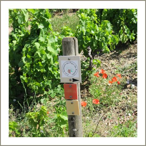 Beaujolais Autour Du Mont Brouilly Randonn E P Destre Flickr