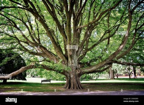 Majestic Tree In Christchurch Botanic Garden New Zealand Stock Photo