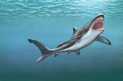 Megalodon Prehistoric Shark Photograph by Richard Bizley