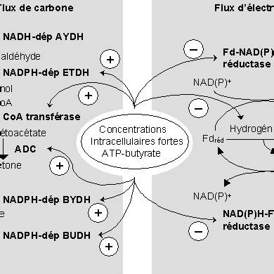 Structure de l'apoenzyme hydrogénase sans centre-fer soufre (Hmd) de ...