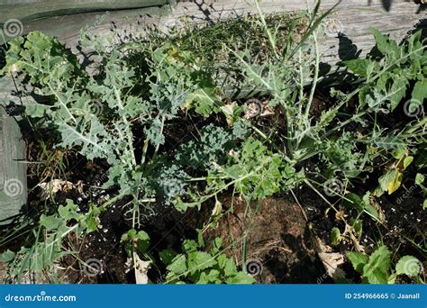 Cabbage Worms Eat Holes In Leaves And Destroy The Crop Stock Image