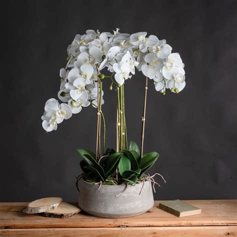 Orchid Plants in Stone Bowl