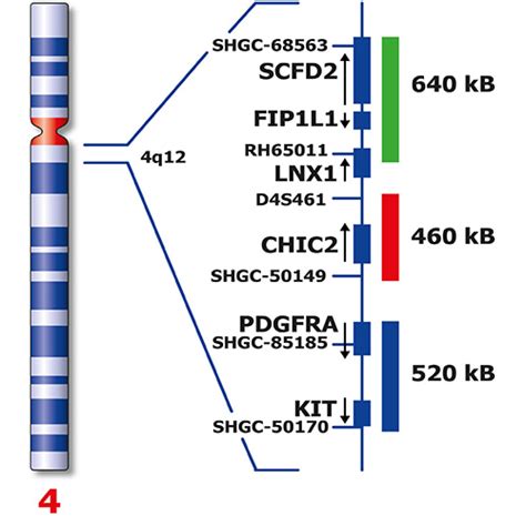 Ivd Fip1l1chic2 Pdgfra Triple Color Ish Probes Molecular Pathology