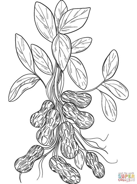 Peanut Plant coloring page | Free Printable Coloring Pages