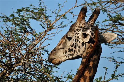 Elsen Karstad's 'Pic-A-Day Kenya': Giraffe browsing- Nairobi Park, Kenya