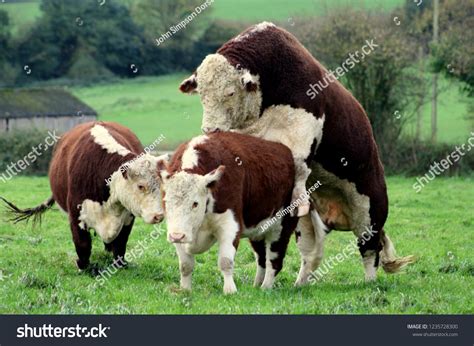 1,122 Mating cows Images, Stock Photos & Vectors | Shutterstock