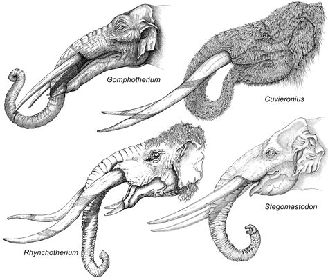 Gomphotherium Skull