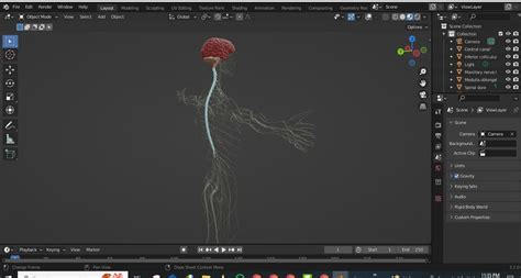 3D Model of Nervous System anatomy 3D model | CGTrader