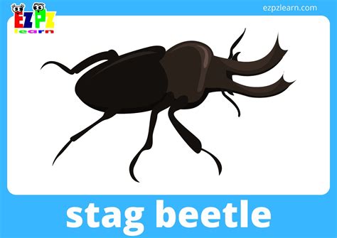 Insects And Bugs Flashcards With Words View Online Or Free Pdf Download