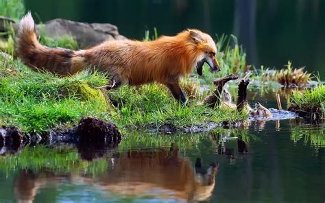 Vibrant Fox by the Water: A Stunning HD Wallpaper