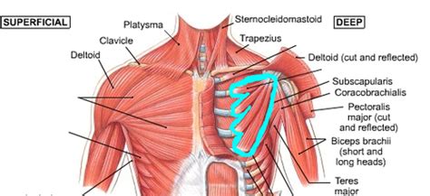 Anterior Extrinsic Shoulder Muscle Names (Module 6) Flashcards | Quizlet