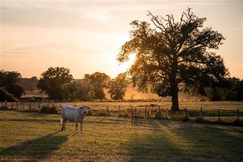 Shot Of A White Cow Grazing In A Green Meadow At The Sunset Stock Photo