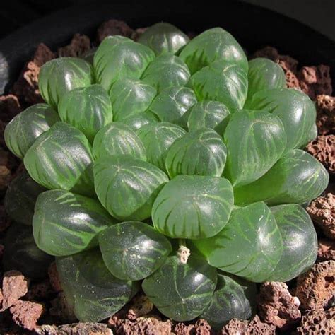 Haworthia Cooperi Var Truncata Zebra Haworthia Position Watering