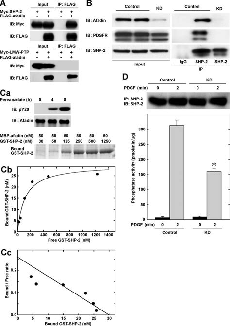 Physical Interaction Of Shp With Afadin A Co Immunoprecipitation Of