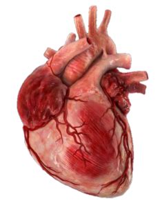 Human Heart Png Transparent Images