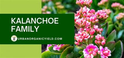 Types Of Kalanchoe Plants | UrbanOrganicYield.com