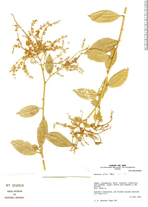 Melochia Mollis Rapid Reference The Field Museum