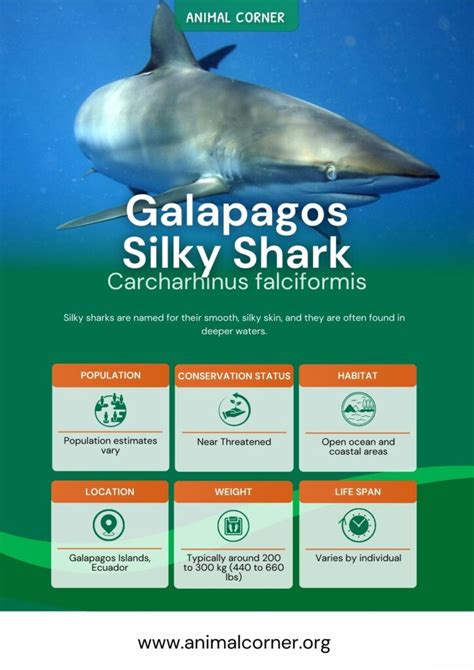 Silky Shark - Facts, Diet & Habitat Information