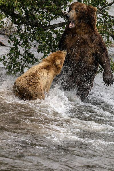 Brown Bear | Brown bear, Bear, Bear species