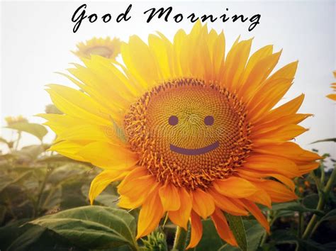 morning greeting good morning  background  smiling sunflower