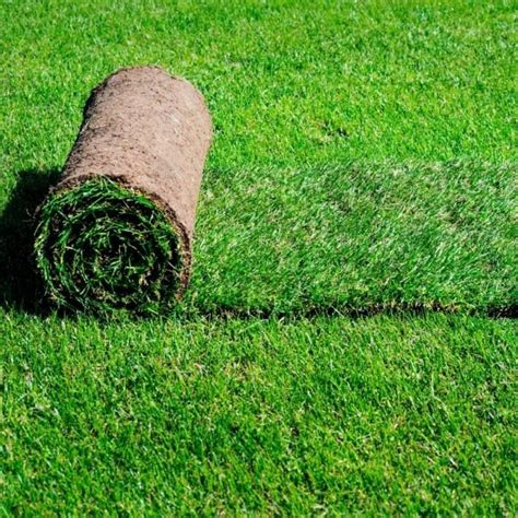 Green Natural Lawn Grass Carpet Roll At Rs 6 Sq Ft In Rajarhat Gopalpur