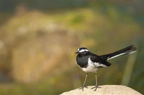 White Browed Wagtail Motacilla Maderaspatensis On A Rock Stock Image