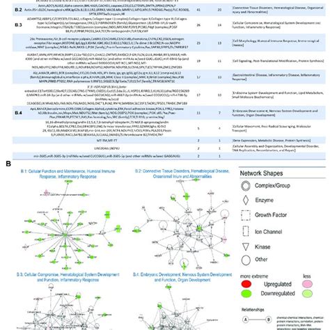 Functional Network Analysis By Ingenuity Pathway Analysis Ipa A