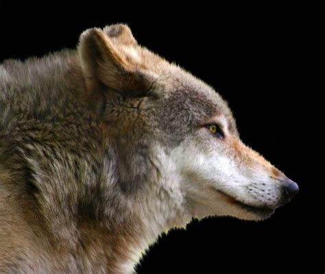 Wolf Face Portrait By Tlcphotography730 On Deviantart