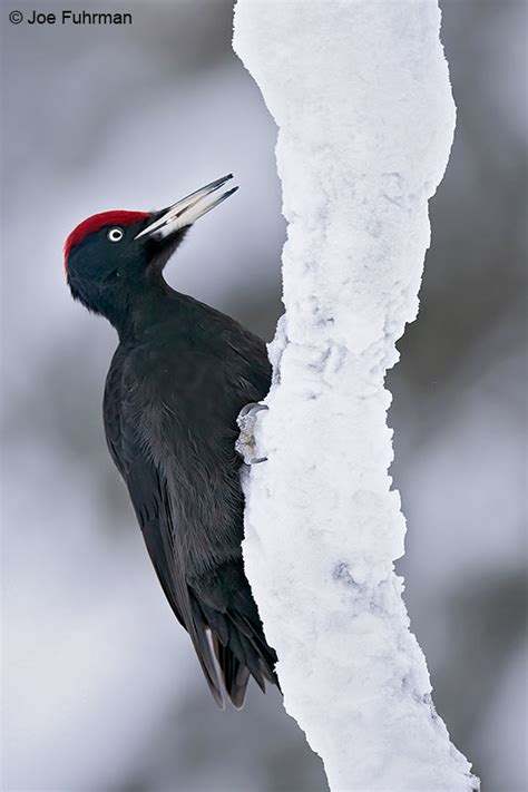 Black Woodpecker Joe Fuhrman Photography