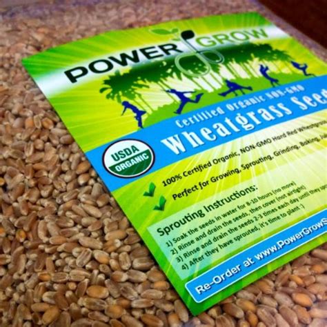 Certified Organic Non Gmo Wheatgrass Seeds 5 Pounds Wheat Seed Guaranteed To Grow Walmart