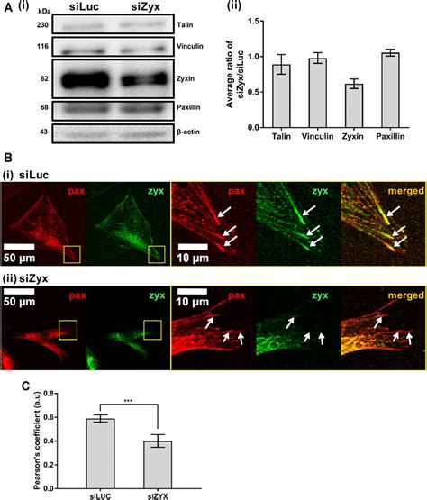 Frontiers Zyxin Is Involved In Fibroblast Rigidity Sensing And Durotaxis