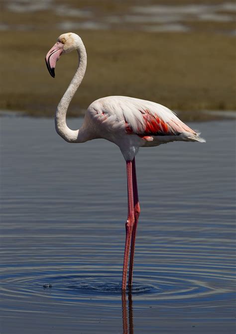 Phoenicopterus Roseus Wikipedia La Enciclopedia Libre