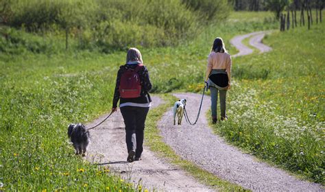 Social Walk Verhaltensmedizin Bei Hund Und Katzeverhaltensmedizin Bei