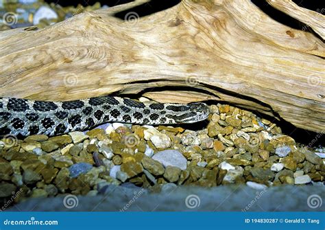 Eastern Massasauga Rattlesnake 29789 Stock Image Image Of Michigan