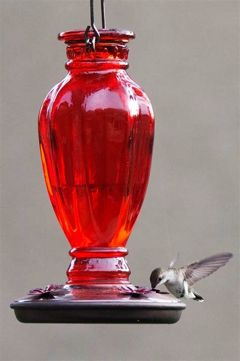 Hummingbird Nectar - Artzy Foodie