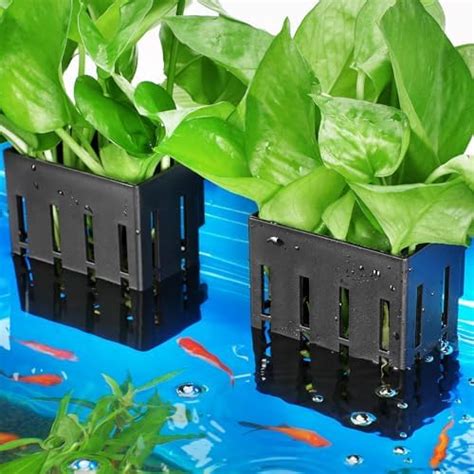 Amazon Uprony Aquarium Plant Holder Pcs Hanging Aquatic Plant