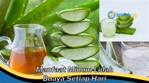 Ketahui Manfaat Minum Lidah Buaya Setiap Hari Yang Wajib Kamu Intip