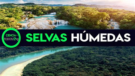 SELVAS HÚMEDAS CONSERVACION AMBIENTAL