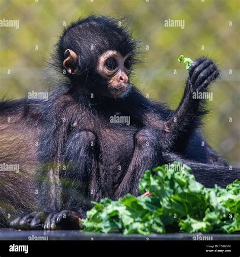 Spider Monkeys Zoo Hi Res Stock Photography And Images Alamy