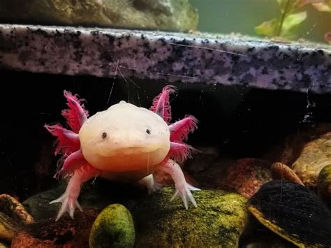 Axolotl Guide Complet Pour L Lever Et En Prendre Soin