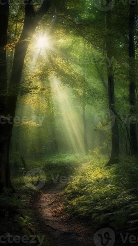 Beautiful rays of sunlight in a green forest. 24163250 Stock Photo at ...