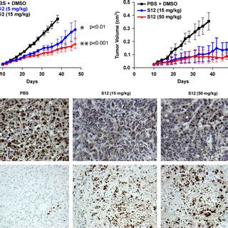 Survivin Targeting Molecule S12 Causes Mitotic Arrest A HeLa Cells