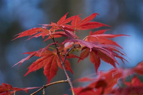 Maple Tree Leaves Japanese - Free photo on Pixabay - Pixabay